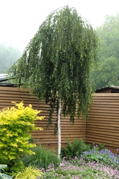 Береза бородавчата Янгі ландшафтний дизайн